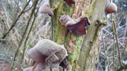 Bild: Norbert Griesbacher/exb
Judasohren wachsen im Winter gerne auf alten Holunderbüschen. Die Pilze sind laut Norbert Griesbacher, Pilzberater der Stadt Weiden, essbar.