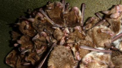 Bild: exb
Diese kleinen Tierchen wecken stets großes Interesse: Fransenfledermäuse, die sich in einem Kasten dicht aneinander drängen. Bei einem Vortrag in Pressath berichtet Fledermaus-Landkreisbetreuer Markus Liebl mehr über die Säugetiere.