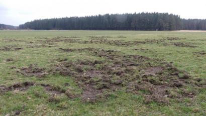 Bild: rn
Solche "Nahrungsplätze" von Schwarzkitteln wollen die Jagdpächter der Jagdgenossenschaft verhindern.