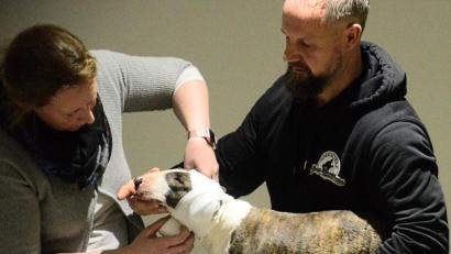 Bild: Kunz
Augen zu und durch, mochte sich Mini-Bullterrier "Maisie" wohl gedacht haben, als er am Mittwoch von Tierärztin Barbara Bäumler einen Kopfverbandverpasst bekam. Natürlich war Herrchen Peter Kick zum Knuddeln immer an seiner Seite.