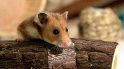 Bild: Kathrin Streckenbach/dpa
Goldhamster schauen putzig aus. Doch sie sind ausgesprochen aktive Genossen und können auch mal für Ärger sorgen.