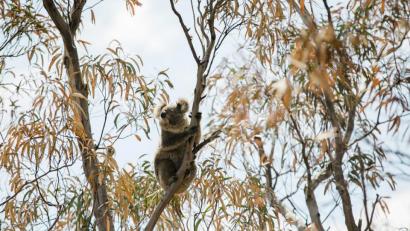 Bild: International Fund For Animal We/dpa
Ein Koalabär sitzt in einem Baum. Bei den Bränden in Australien sind Tausende Tiere ums Leben gekommen.