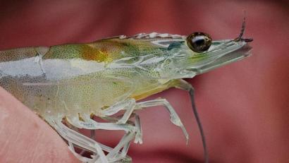 Bild: Daniel Bockwoldt/exb
Garnelen der Gattung Litopenaeus vannamei, white shrimp oder Weißbeingarnele gibt es bald frisch auf den Tisch, direkt von der Zuchtanlage auf der Wendermühle von Alfred Stier. Die Tiere werden als Larven gesetzt und wachsen nach etwa einem halben Jahr zur Speisegröße von rund 25 bis 30 Gramm auf 15 bis 20 Zentimeter heran.