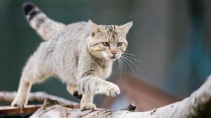Bild: Julian Stratenschulte
Eine Wildkatze (Felis silvestris) klettert im Wildkatzengehege vom NABU Niedersachsen im Harz. In Bayern zählt der Bund Naturschutz nun 600 dieser Tiere.