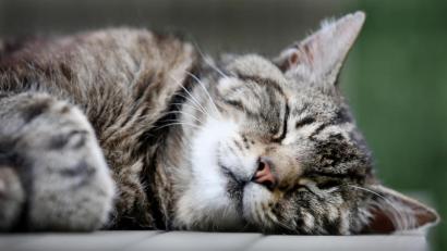 Symbolbild: Martin Gerten/dpa
Eine Katze saß in Schwandorf auf einem Baum fest.
