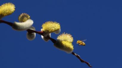 Archivbild: Karl-Josef Hildenbrand/dpa
Eine Biene umschwirrt vor wolkenlosem Himmel einen Zweig mit Palmkätzchen.
