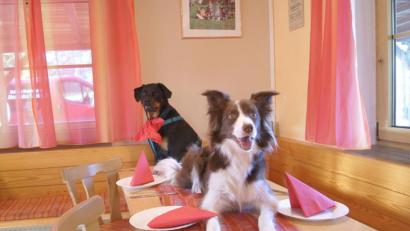 Bild: privat
Bettelt der Hund noch oder hat er den Tisch schon übernommen?