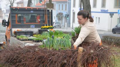 Bild: dob
Die Frühlingsblüher kündigen den Abschied vom Winter, ihre bevorzugten Blütenfarben sind Violett, Weiß und Gelb. Bienen und Hummeln fliegen auf sie. Der Lenz kommt in Vohenstrauß auf Trab. Nicht zuletzt dank Stadtgärtnerin Sabine Dworzak, die annähernd 500 Frühlingsboten in die Nester und Anlagen setzt. Hie und da spitzt auch schon der Osterhase hervor.