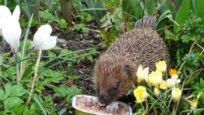 Bild: Dobmeier
Frühlingserwachen: Der Igel erkundet den Garten.
