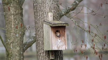 Bild: bjp
Wer spitzt denn da aus seinem Häuschen?