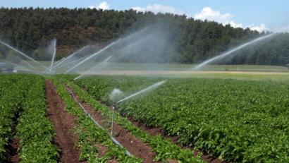 Bild: Götz
Gerade bei besonders kostenintensiven und wasserbedürftigen Kulturen muss eine ausreichende Wasserversorgung zur Verfügung stehen. Wie das gehen könnte, soll nun ein Gutachten erforschen.