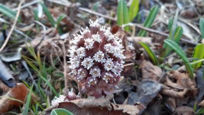 Bild: Lowak
Bereits im zeitigen Frühjahr entwickelt die Pestwurz kleine, bizzare Blüten.