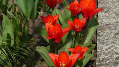 Bild: rn
Tulpen verkörpern den Frühling.