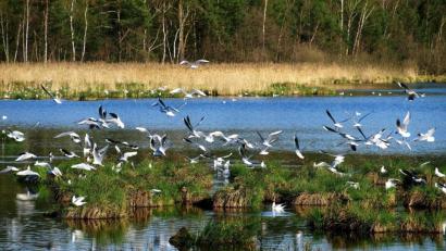 Bild: do
Die Lachmöwen brüten fleißig am Obersee.