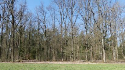 Bild: rn
Sonnendurchflutet zeigt sich ein Teil des künftigen Naturfriedhofs in der Flur "Birschling".