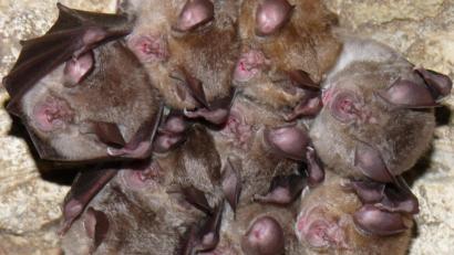 Bild: Rudolf Leitl
Mehrere Fledermäuse der Art Große Hufeisennase hängen auf dem undatiertem Bild kopfüber von der Decke. Foto: Rudolf Leitl/LBV/dpa/Archivbild