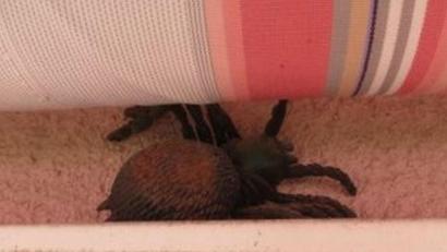 Bild: Polizeiinspektion Sulzbach-Rosenberg
Auf den allerersten Blick nicht gleich erkennbar: Die Spinne, die eine Frau in Hahnbacher verunsicherte, ist aus Gummi.