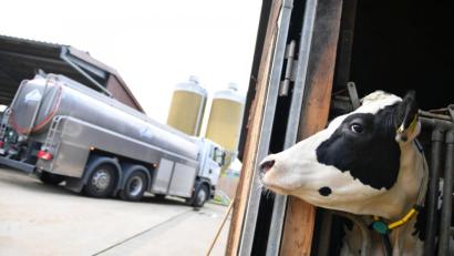 Bild: Arne Dedert
Die Milchwagenfahrer dürfen weiterhin die Milch abholen. Aber es gelten strenge Regeln.