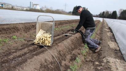 Bild: Thomas Dobler
Hotelier Peter Engel aus Maxhütte-Haidhof hat derzeit Zwangspause, weil sein Haus vorübergehend schließen musste. Jetzt verdingt er sich mit anderen auf den Spargelfeldern von Josef Scharl und hat Freude an der Tätigkeit, wie er versichert.