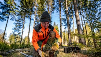 Bild: exb/Martin Hertel
Christian Schneider, Mitarbeiter beim Forstbetrieb Fichtelberg, pflanzt ein junges Tannenbäumchen.