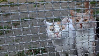 Archivbild: Steinbacher
Die Katzen im Tierheim Weiden müssen wegen der Coronakrise auf Besuche von ihren Katzenstreichlern verzichten.