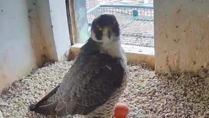 Bild: Regierung von Mittelfranken/dpa
Der Wanderfalke ist der schnellste Vogel der Welt. Die Brut der beeindruckenden Vögel ist bereits in vollem Gange und kann mit der Webcam im Turm des alten Regensburger Rathauses live beobachtet werden.