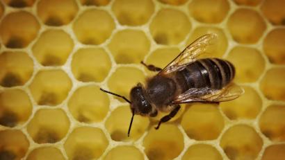 Bild: Fredrik von Erichsen/dpa
Eine Biene läuft in einem Bienenstock über die mit Honig gefüllten Waben.