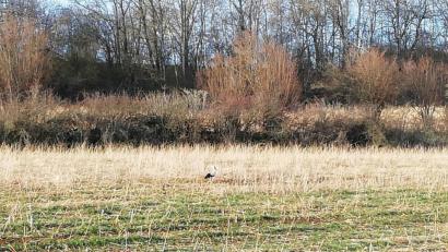 Bild: Anne Wiesnet
Der Storch stakst über die Wiese nahe des Hirtweiher-Bolzplatzes.