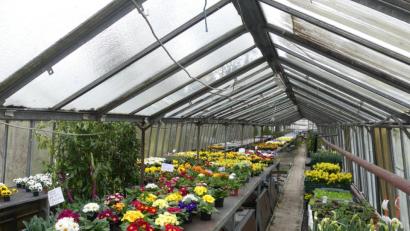 Bild: rn
Auch in der Gärtnerei Fischer stehen jede Menge Frühjahrsblumen bereit.