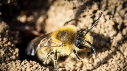 Bild: Hösamer
Eine Wildbiene verlässt ihr Nest in der Erde. Es dürfte sich um eine Seidenbiene handeln, von denen es viele verschiedene Arten gibt.