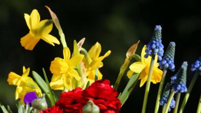 Bild: Wolfgang Kumm/dpa
Bei Temperaturen um acht Grad Celsius erstrahlen in voller Farbenpracht Osterglocken (von links), Hornveilchen, Ranunkeln und Traubenhyazinthen in einem Blumenkorb in der Frühlingssonne.
