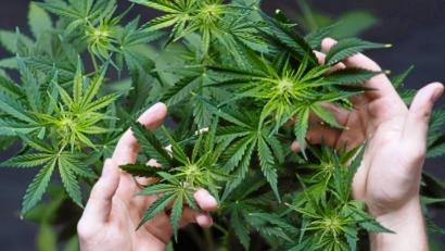 Symbolbild: dpa
Im Sicherheitsbericht der Polizeiinspektion Neunburg vorm Wald wird auch an die Entdeckung einer Drogenplantage an der Schwarzach im Oktober vergangenen Jahres erinnert. Dabei wurden 33 Marihuana-Pflanzen mit einer Höhe von bis zu zwei Metern aufgefunden - angebaut von einem 65-Jährigen.