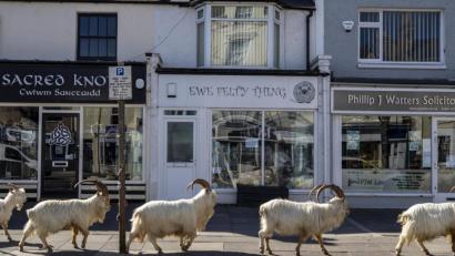 Bild: Peter Byrne/PA Wire/dpa
Eine Ziegenherde geht in Llandudno über einen Gehweg.