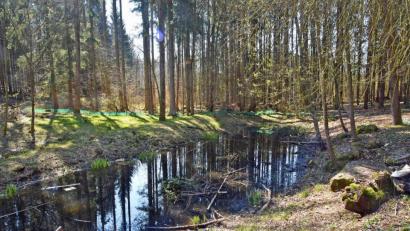Bild: ANDREAS ROYER
Dieser Teich östlich der B 85 gegenüber der BePo hat über die Jahre an Attraktivität für die Amphibien verloren. Die Staatsforsten wollen das jetzt wieder ändern.