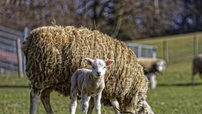 Bild: Hermann Koch
Endlich dürfen sie raus ins Freie: Auf der Schmie-Alm tummeln sich die Lämmchen.
