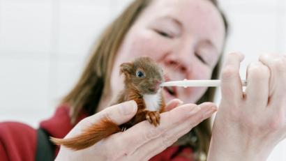 Bild: Markus Scholz/dpa
Tierpflegerin Iris Schwartz füttert im Tierheim Lübeck ein aus dem Nest gefallenes Eichhorn-Junges.