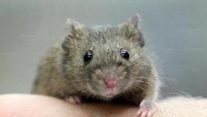 Archivbild: Bodo Marks/dpa
Eine Hausmaus (musculus musculus) sitzt auf einer Hand.