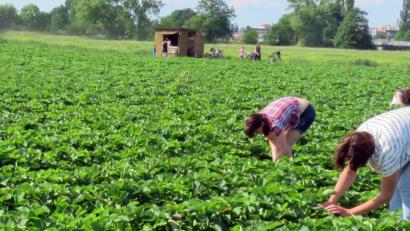 Archivbild: Gerhard Götz
Bis zur Erdbeer-Ernte werden noch einige Wochen vergehen. Die Landwirte, die im Landkreis diese Sonderkultur anbauen, setzen allerdings auf Selbstpflücker und Helfer aus der Umgebung.