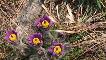 Bild: Manfred Schwinger/exb
So zeigen sich gegenwärtig die Küchenschellen in freier Natur.