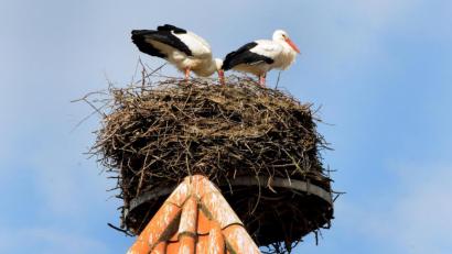 Bild: Stephan Huber
Das Storchenpaar hat sich wieder im Nest auf dem Amberger Tor gemütlich gemacht.