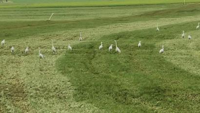 Bild: gz
Ein große Schar an Silberreihern rastete kurz auf einer Feuchtwiese.