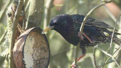 Bild: rn
Starenfrühstück.