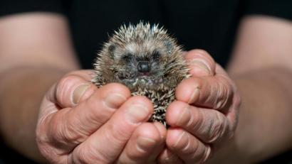 Bild: Klaus-Dietmar Gabbert
Der LBV gibt Tipps wie ein gutes Miteinander mit dem Igel gelingt.