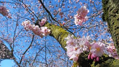 Bild: Gabi Schönberger
Frühling in Weiden Bild: Gabi Schönberger