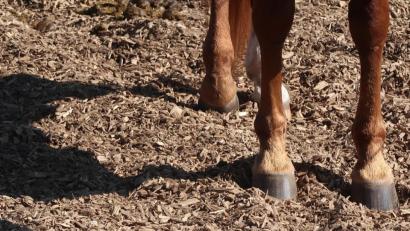 Bild: Kunz
Vor allem Freizeitreiter bereiten den Jägern von Frauenricht Probleme.