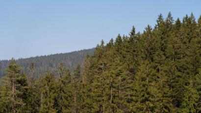 Archivbild: Nicolas Armer/dpa
Blick auf den Wald am Fichtelsee.