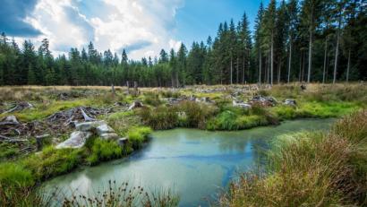Bild: NT/AZ-Archiv
Eine Zweckvereinbarung für ein Öko-Konto für den Schutz von Umwelt und Natur hat jetzt die Gemeinde Fuchsmühl auf den Weg gebracht. Im Bild das Hochmoor Hopfenwinkel.