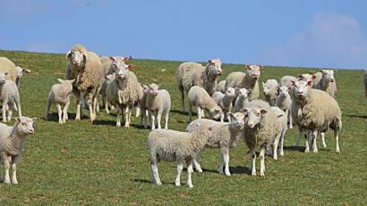 Bild: ü
Die "Finnischen Landschafe" fühlen sich auch bei Familie Sehner-Peniere in Thurndorf sehr wohl.