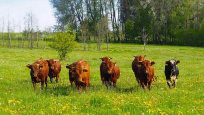 Bild: bsc
Biorinder auf einer Frühlingswiese. Mit der Kamera im Gepäck kann man das Leben der Tiere für immer festhalten. Hier ein mögliches Foto zur Kategorie „Tiere, Pflanzen und Pilze im Naturpark Steinwald“.