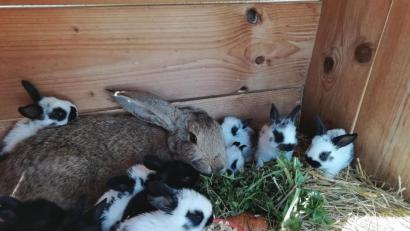 Bild: Anne Wiesnet
Was für eine schöne Osterüberraschung. Doch mit ihren elf Hasenbabys hat die Hasenmama auch einiges zu tun.
